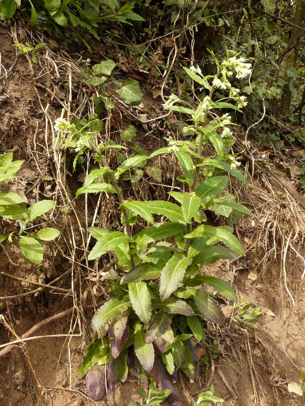 Arabis turrita 1