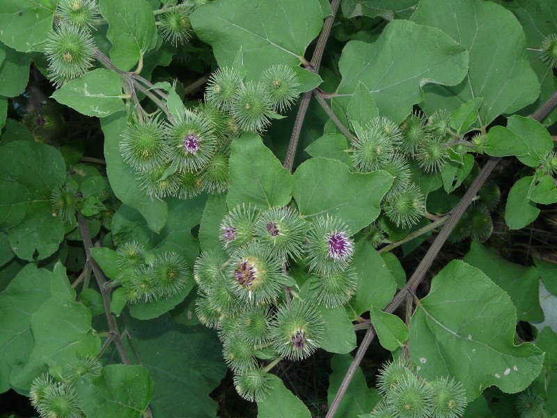 Arctium lappa 2