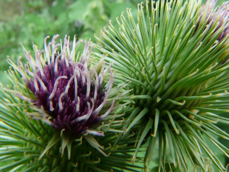 Arctium lappa 3