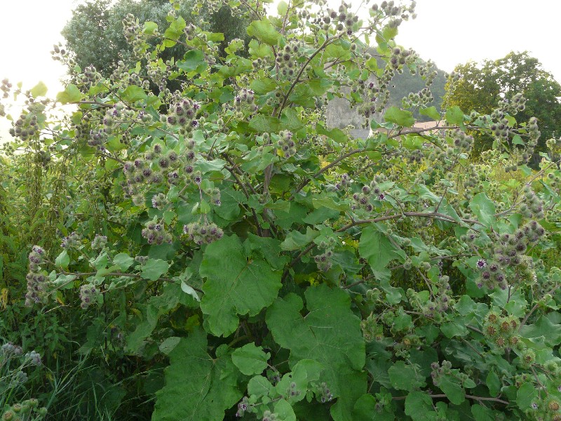 Arctium lappa 1