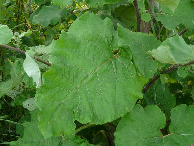 Arctium lappa 4