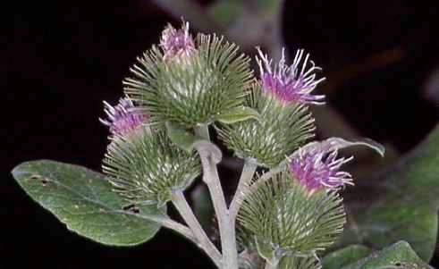 Arctium minus 1