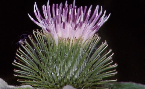 Arctium minus 2