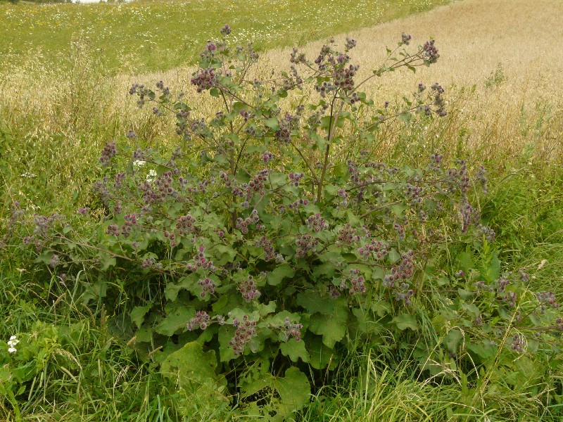 Arctium tomentosum 1