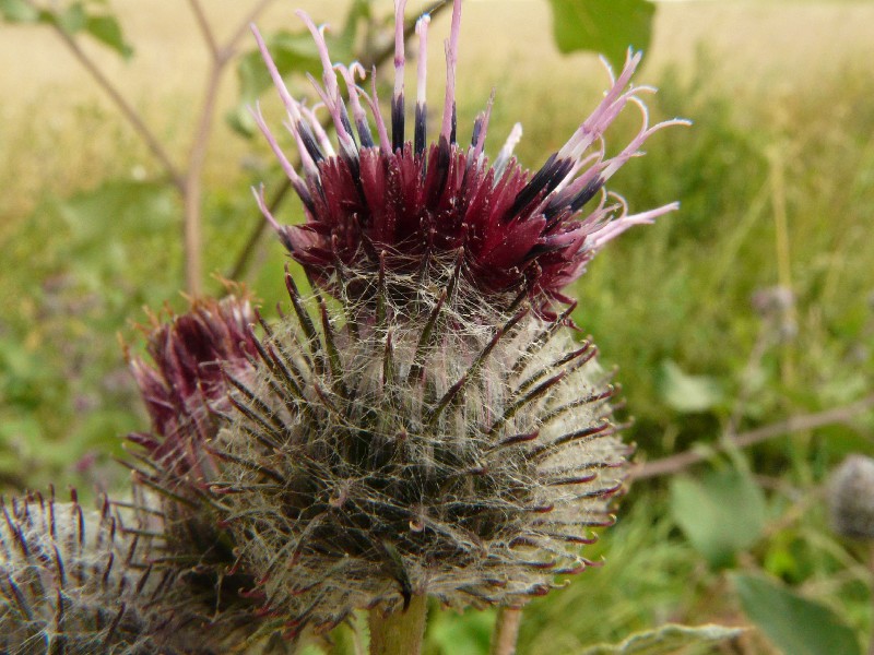 Arctium tomentosum 2