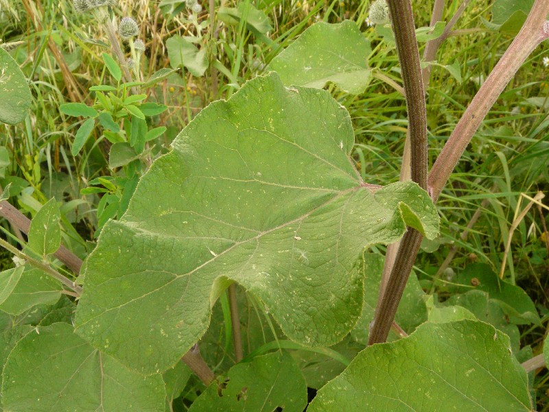 Arctium tomentosum 3