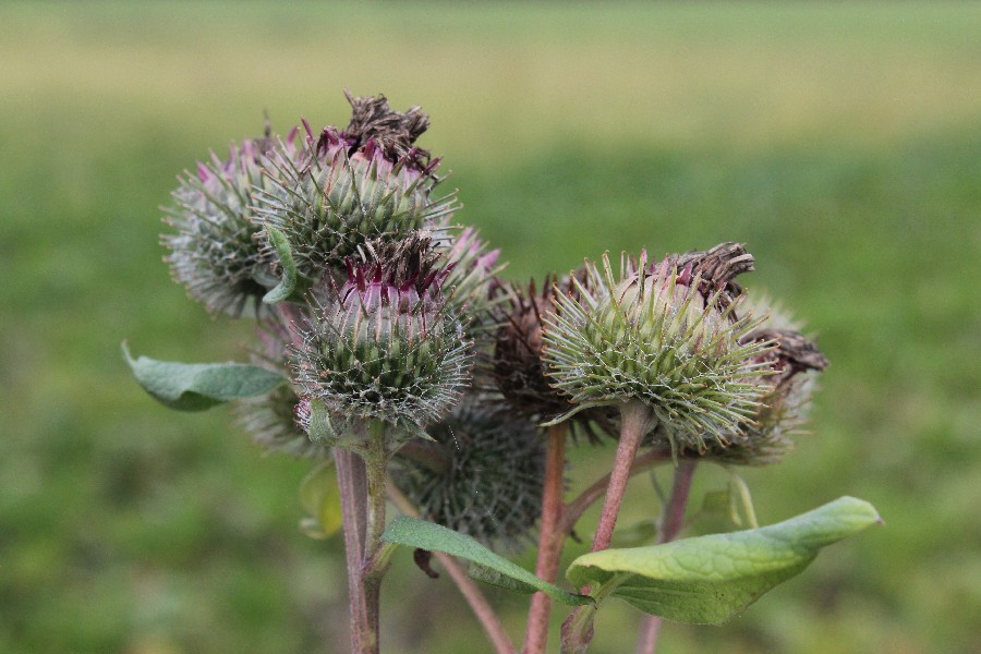 Arctium Ã€ mixtum