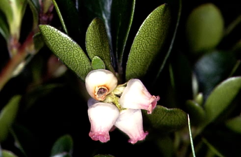 Arctostaphylos uva-ursi