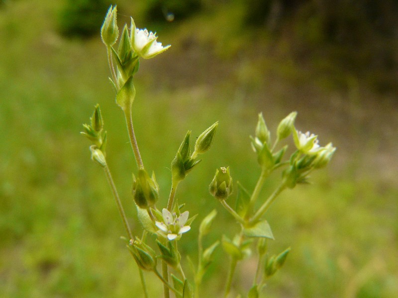 Arenaria serpyllifolia