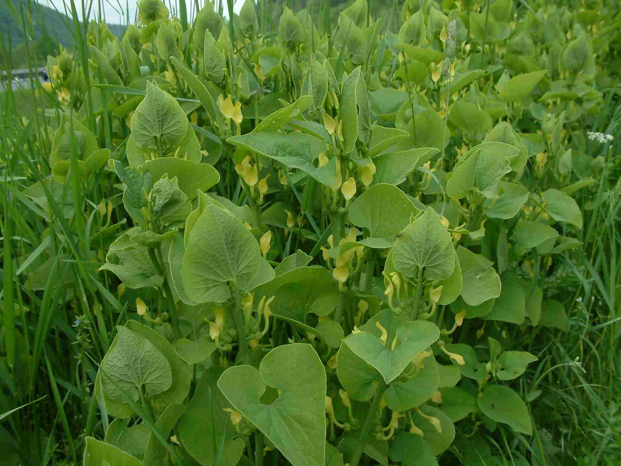 Aristolochia clematis 1