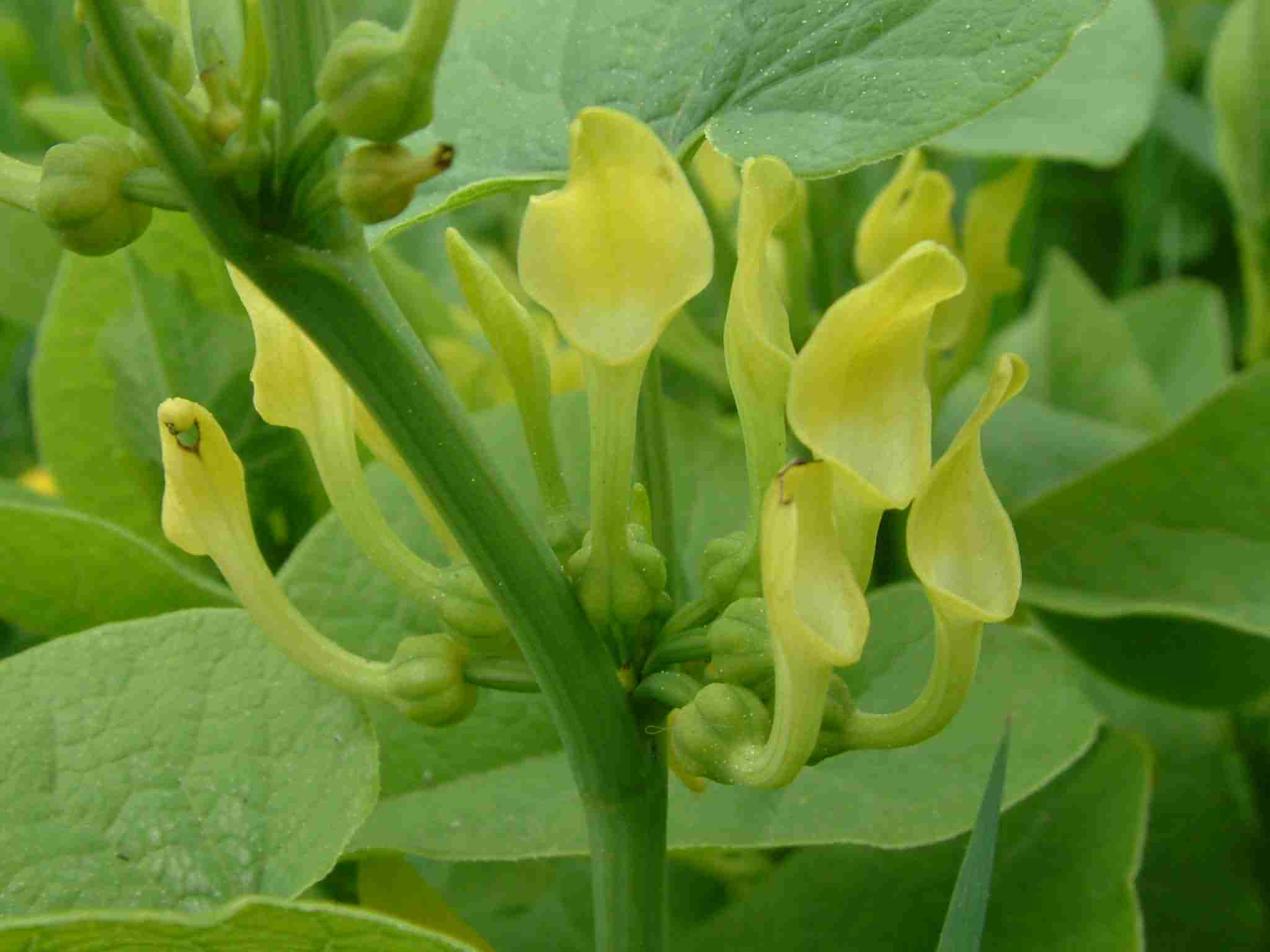 Aristolochia clematis 2