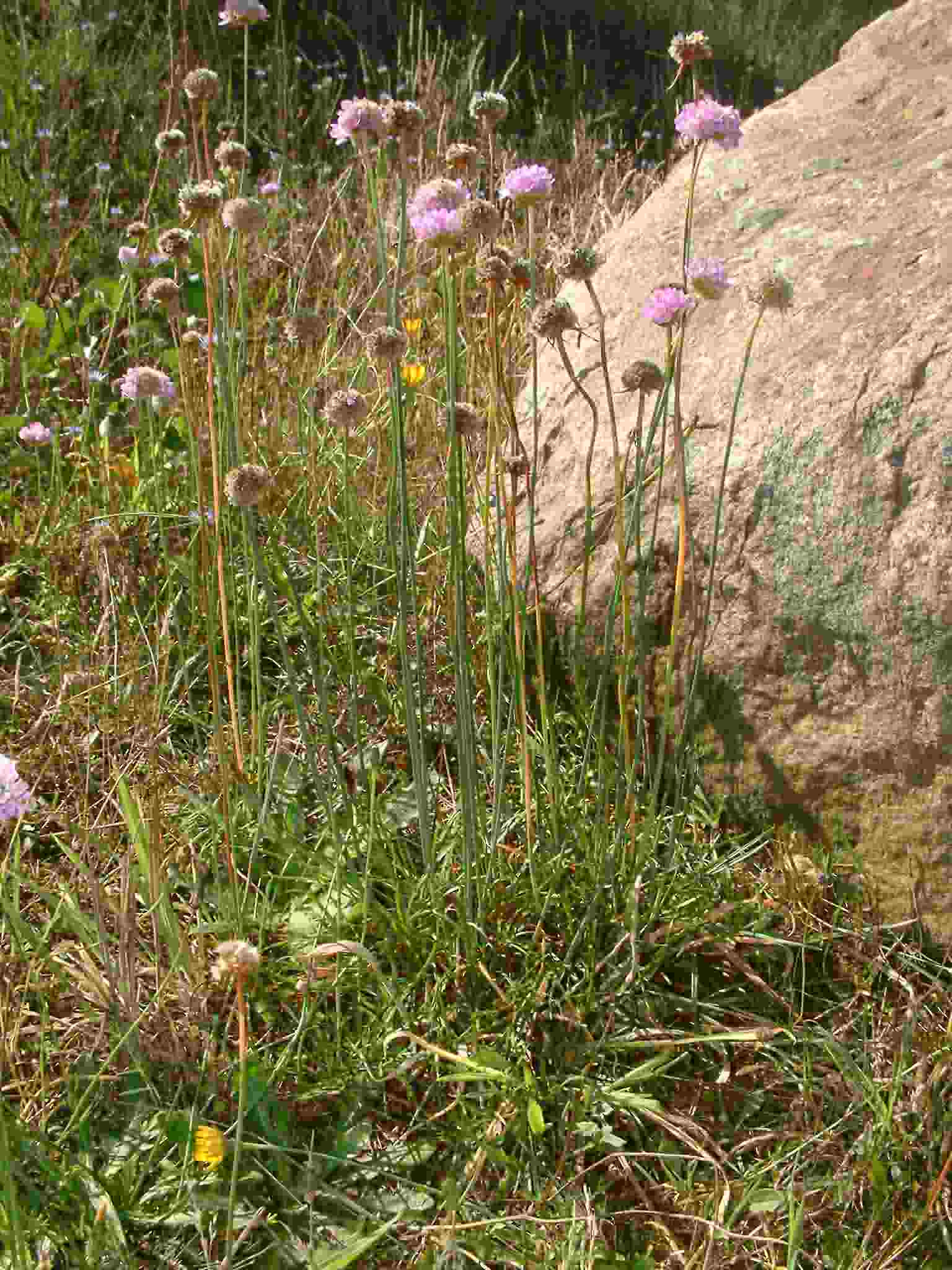 Armeria maritima ssp elongata 1