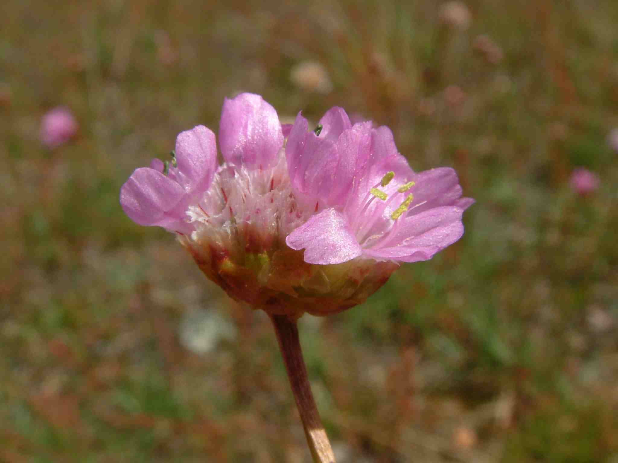 Armeria maritima ssp. serpentini 2