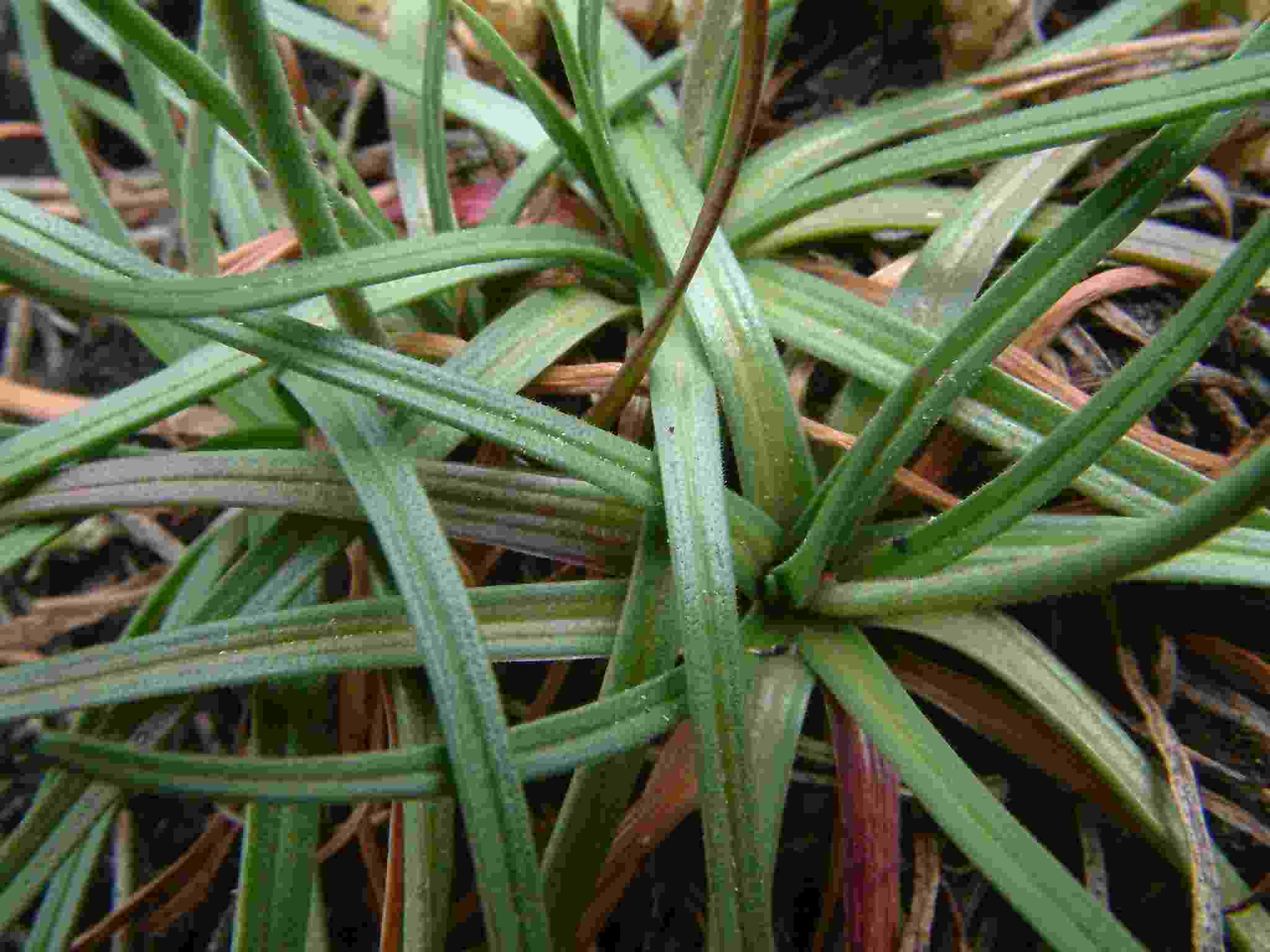 Armeria maritima ssp. serpentini 3