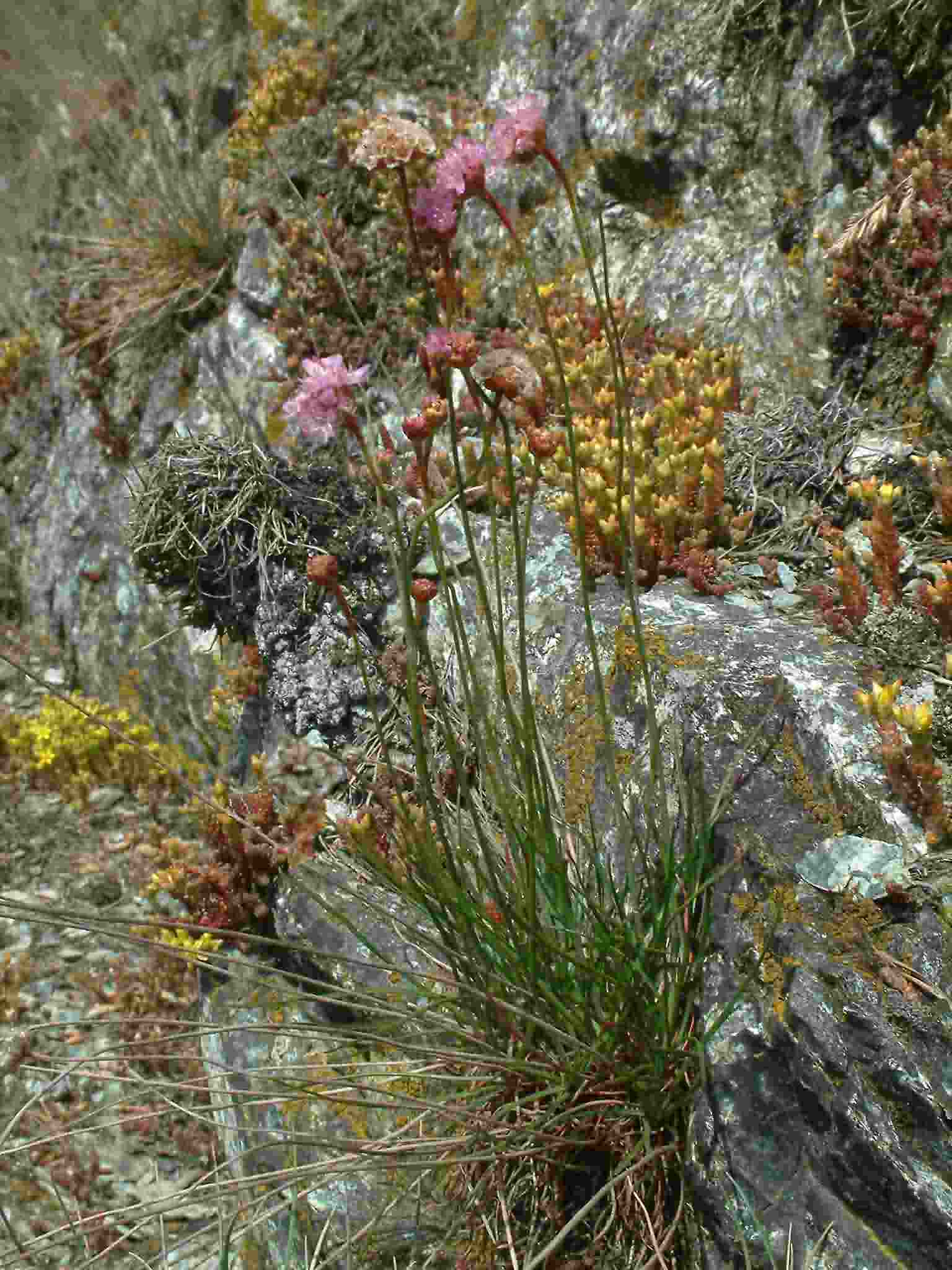 Armeria maritima ssp. serpentini 1