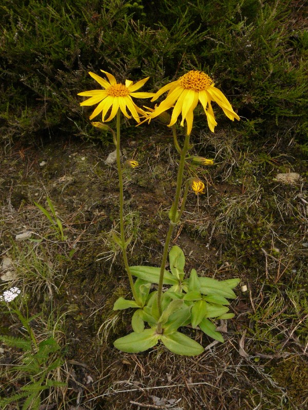 Arnica montana 1