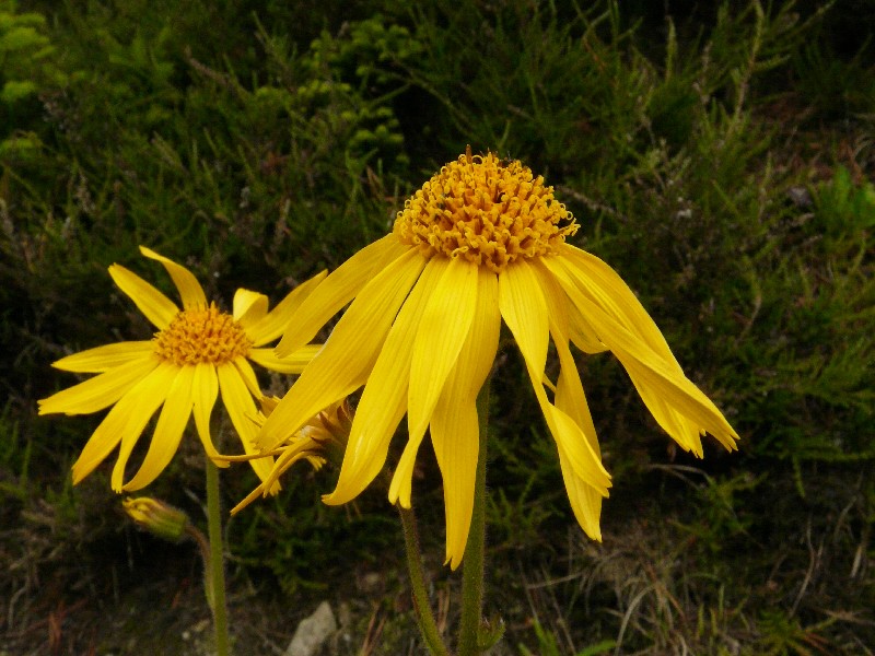 Arnica montana 2