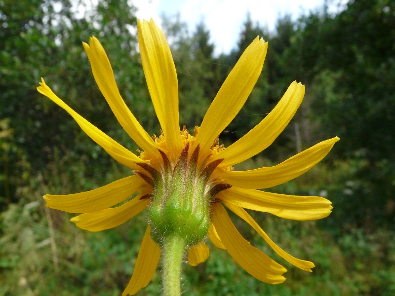 Arnica montana 3