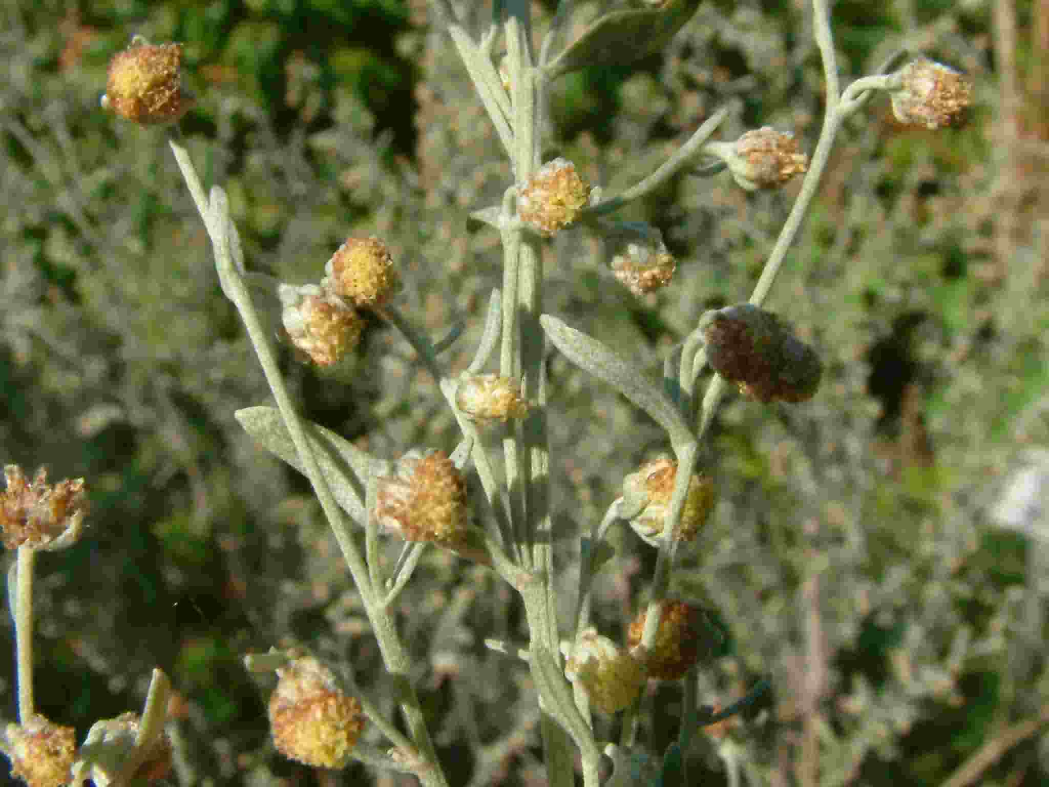 Artemisia absinthium 2