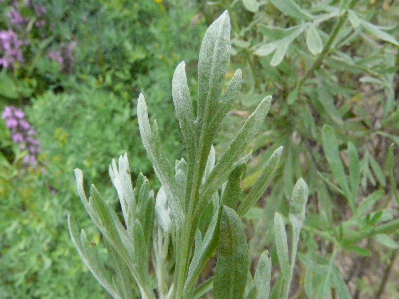 Artemisia absinthium 3