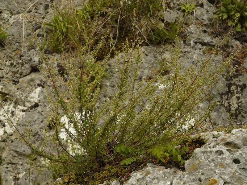 Artemisia campestris 1