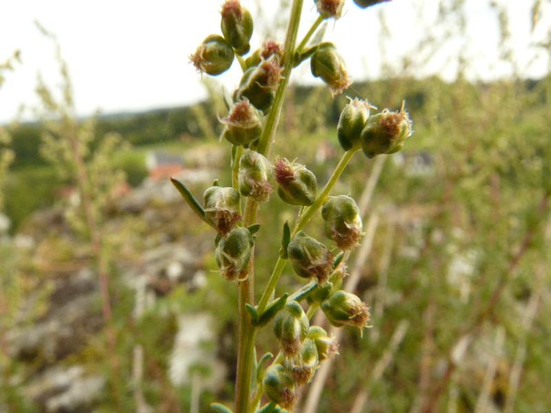 Artemisia campestris 2