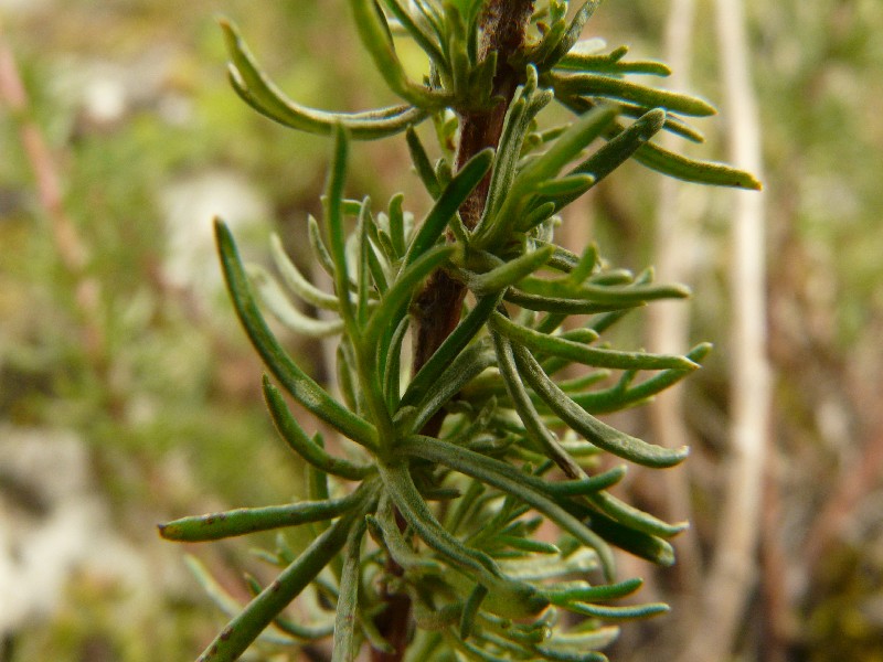Artemisia campestris 3