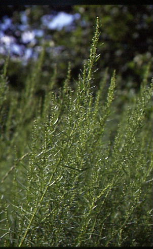 Artemisia dracunculus 1