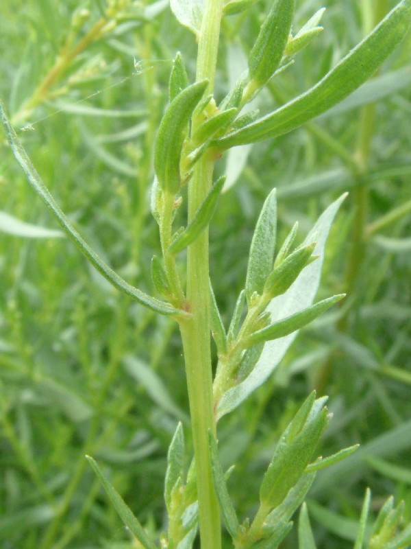 Artemisia dracunculus 2