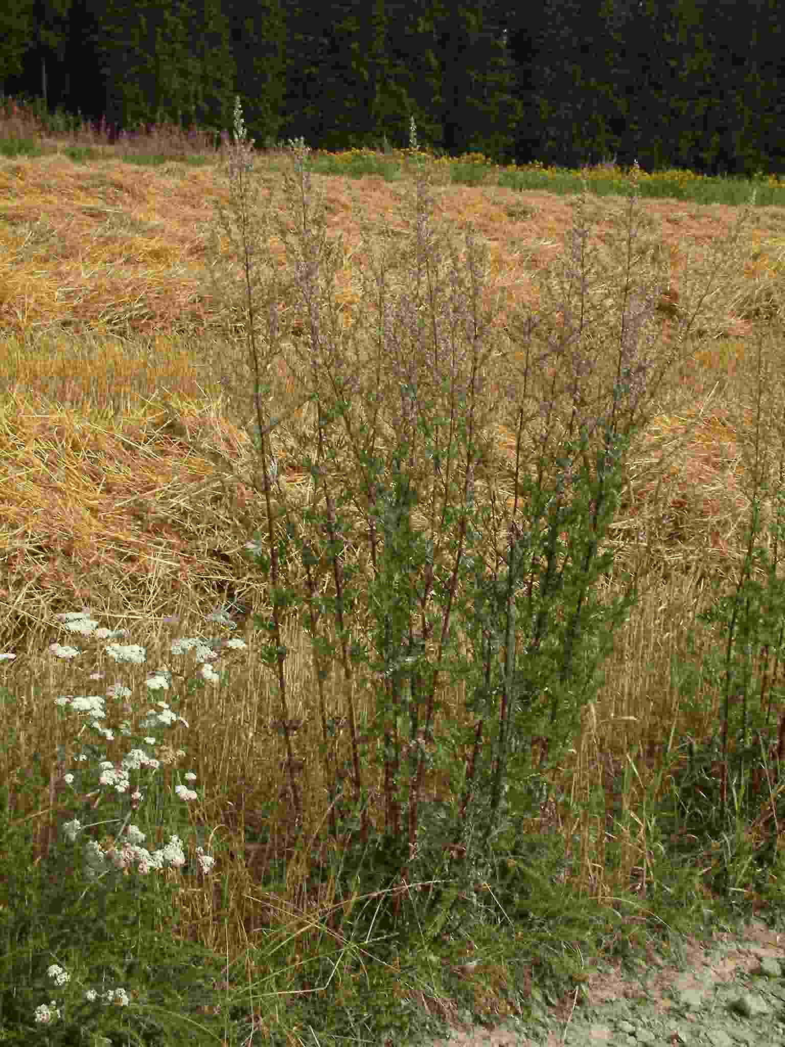 Artemisia vulgaris 1