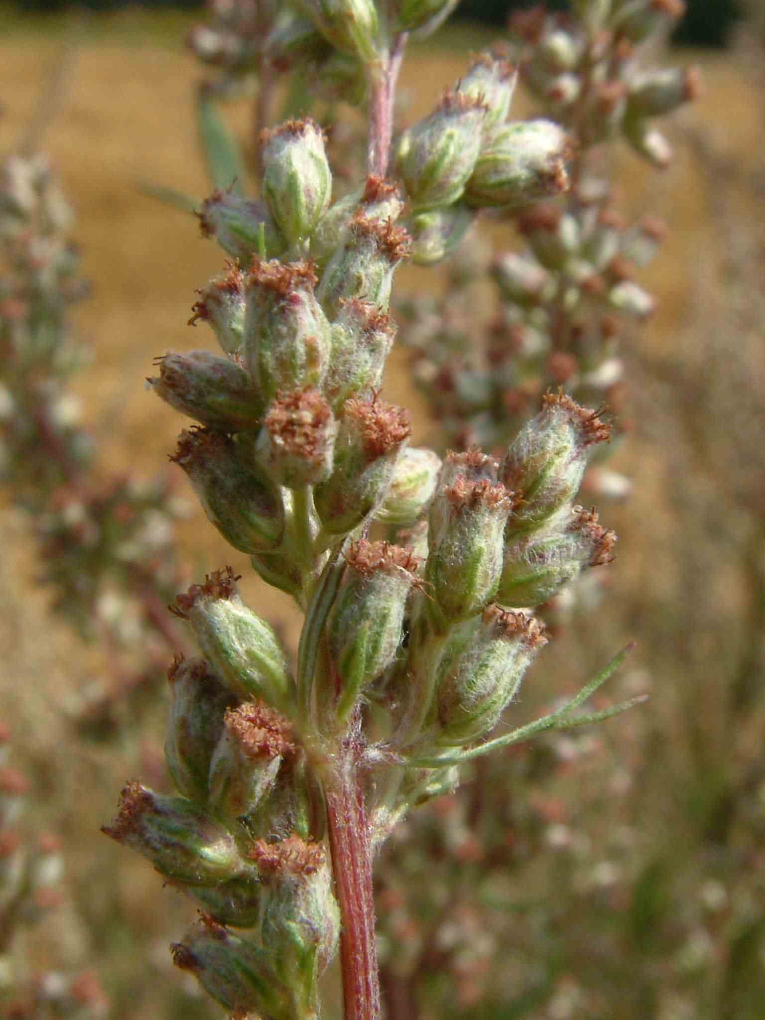 Artemisia vulgaris 2