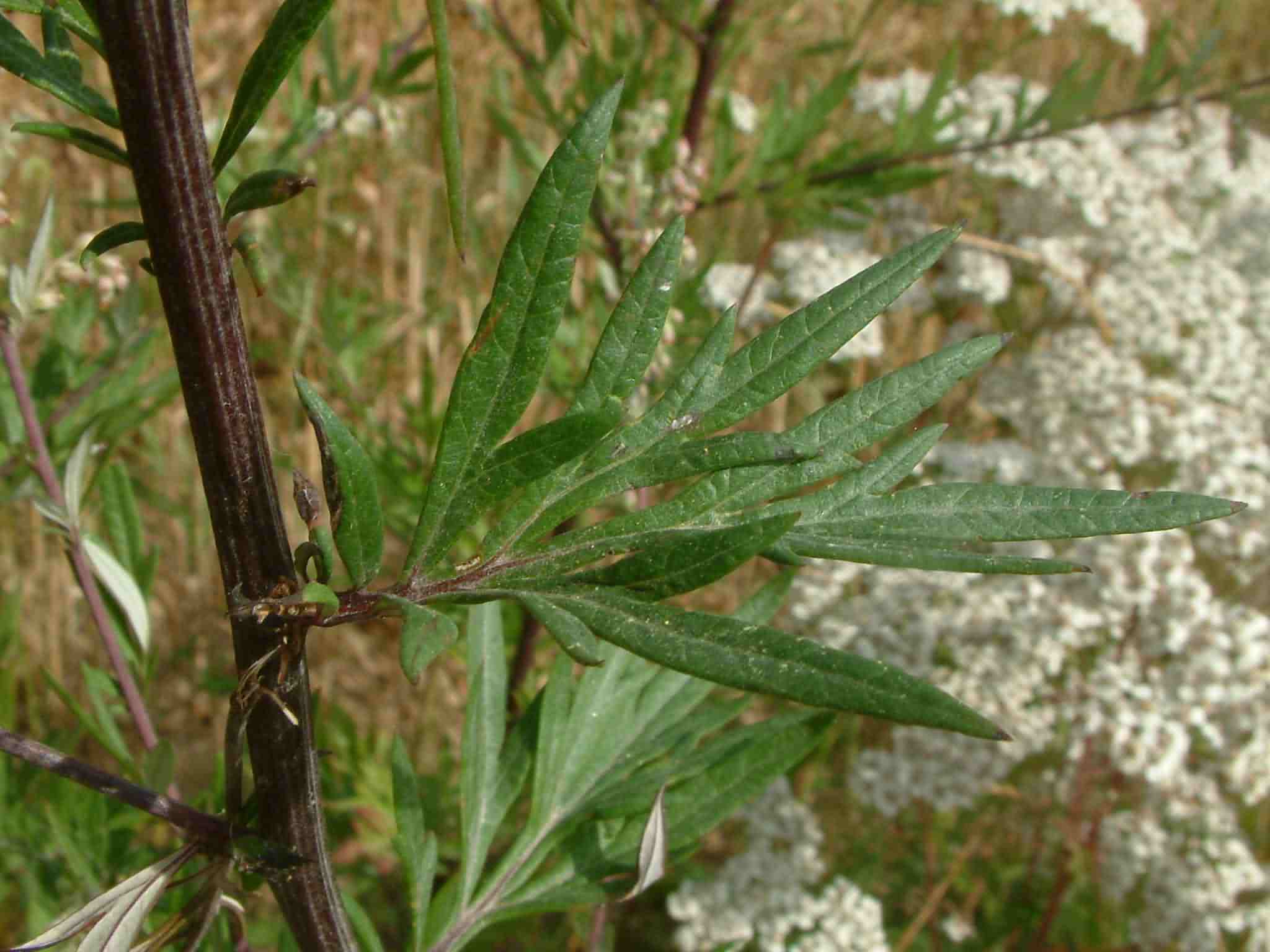 Artemisia vulgaris 3