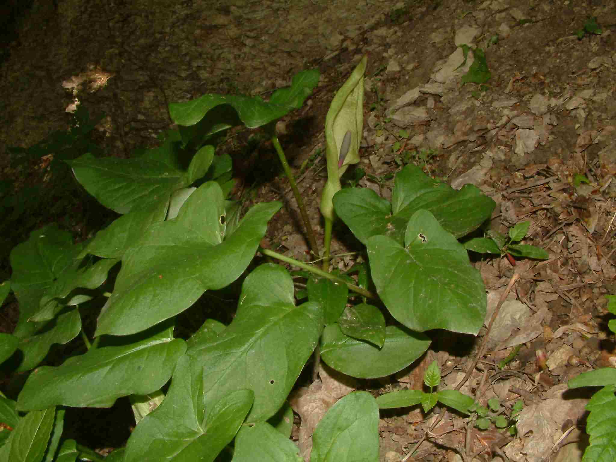 Arum maculatum 1