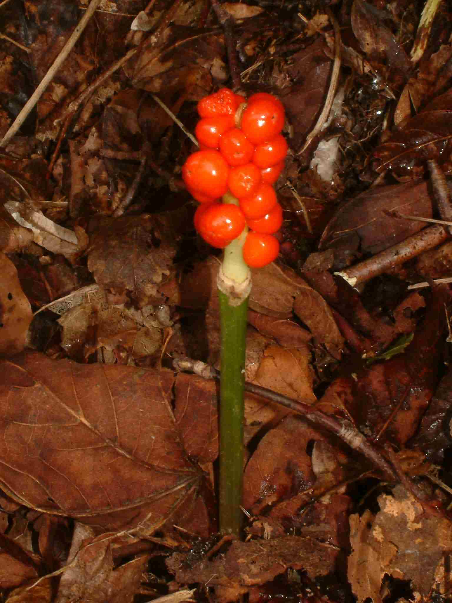 Arum maculatum 3