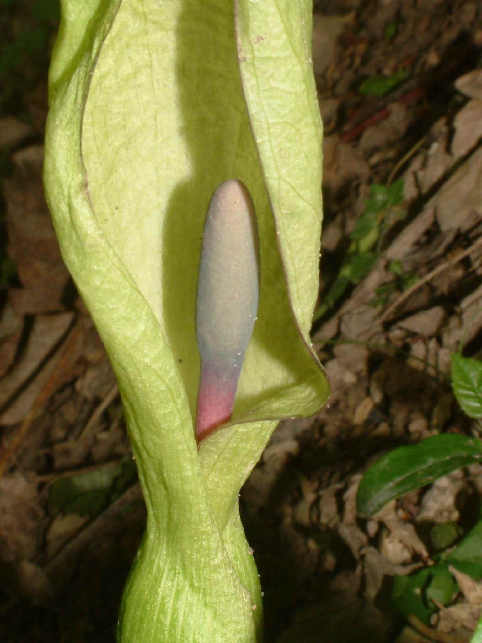 Arum maculatum 1