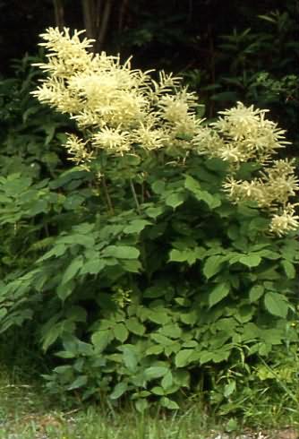 Aruncus dioicus