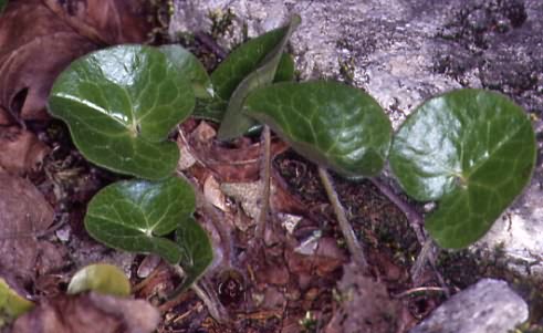 Asarum europaeum 1