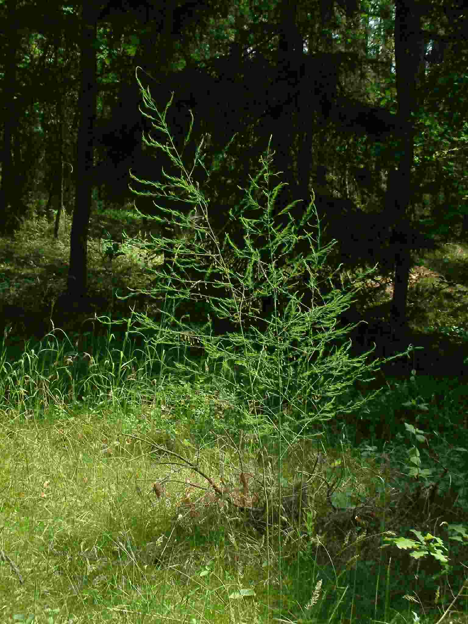 Asparagus officinalis 1