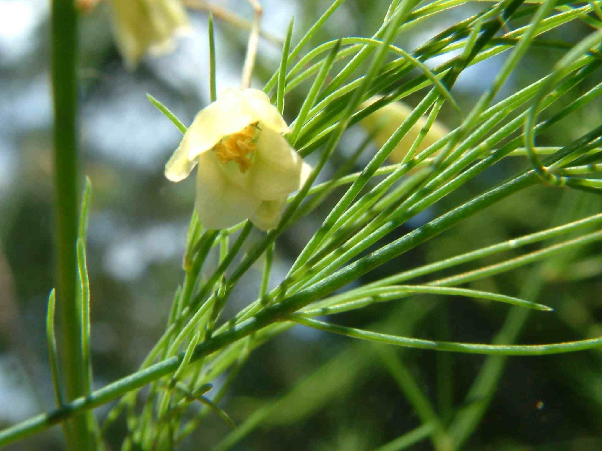 Asparagus officinalis 2