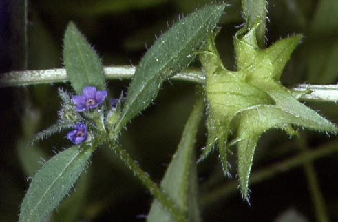 Asperugo procumbens