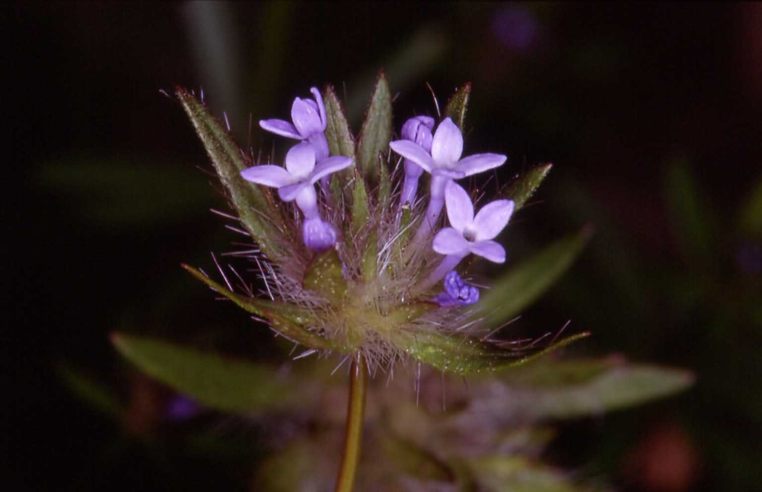 Asperula arvensis