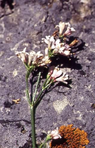 Asperula cynanchica