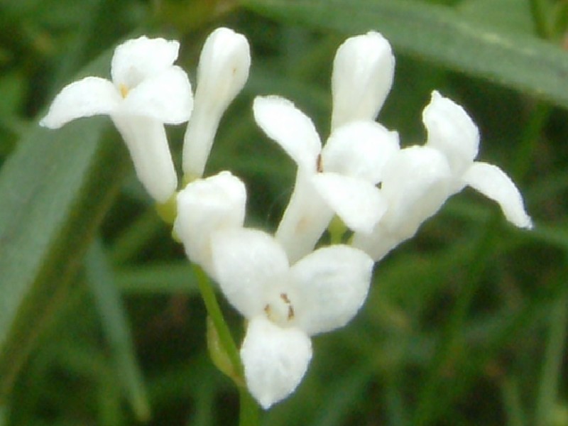 Asperula tinctoria 2