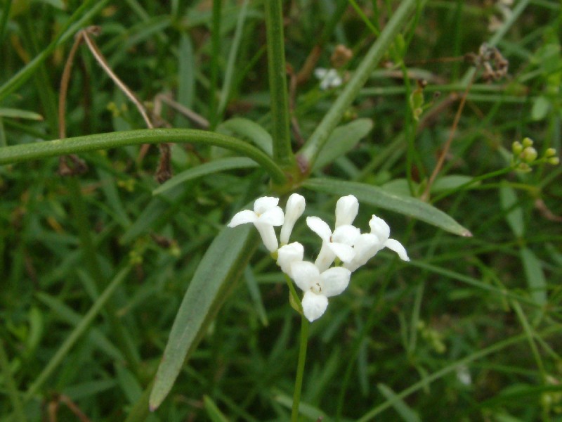 Asperula tinctoria 1