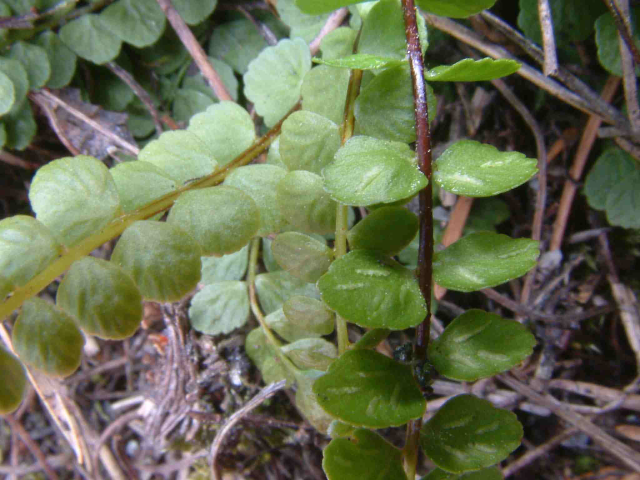 Asplenium adulterinum 3