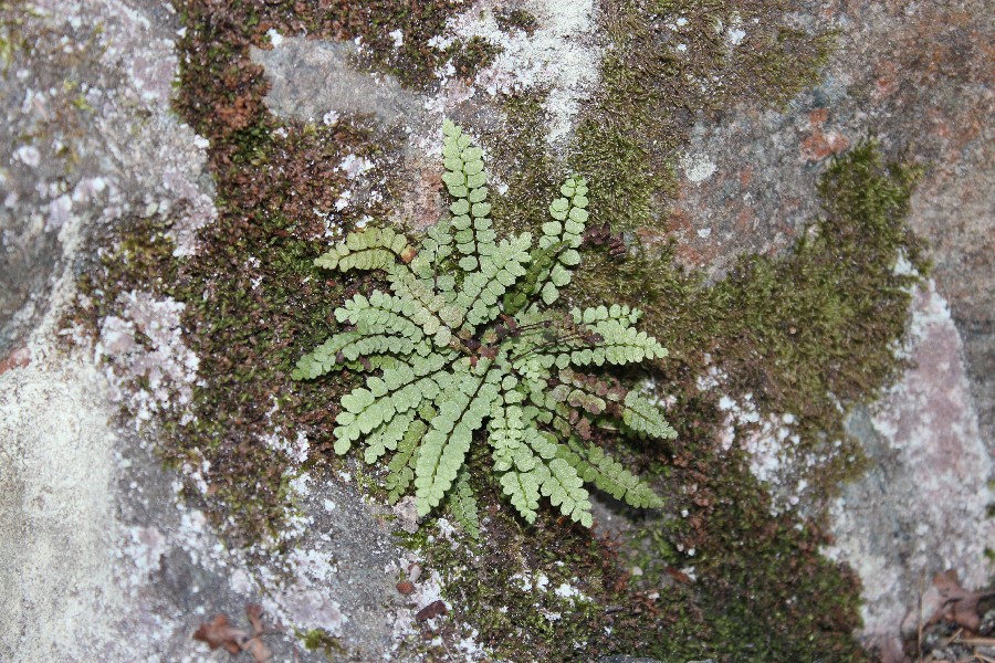 Asplenium adulterinum 1