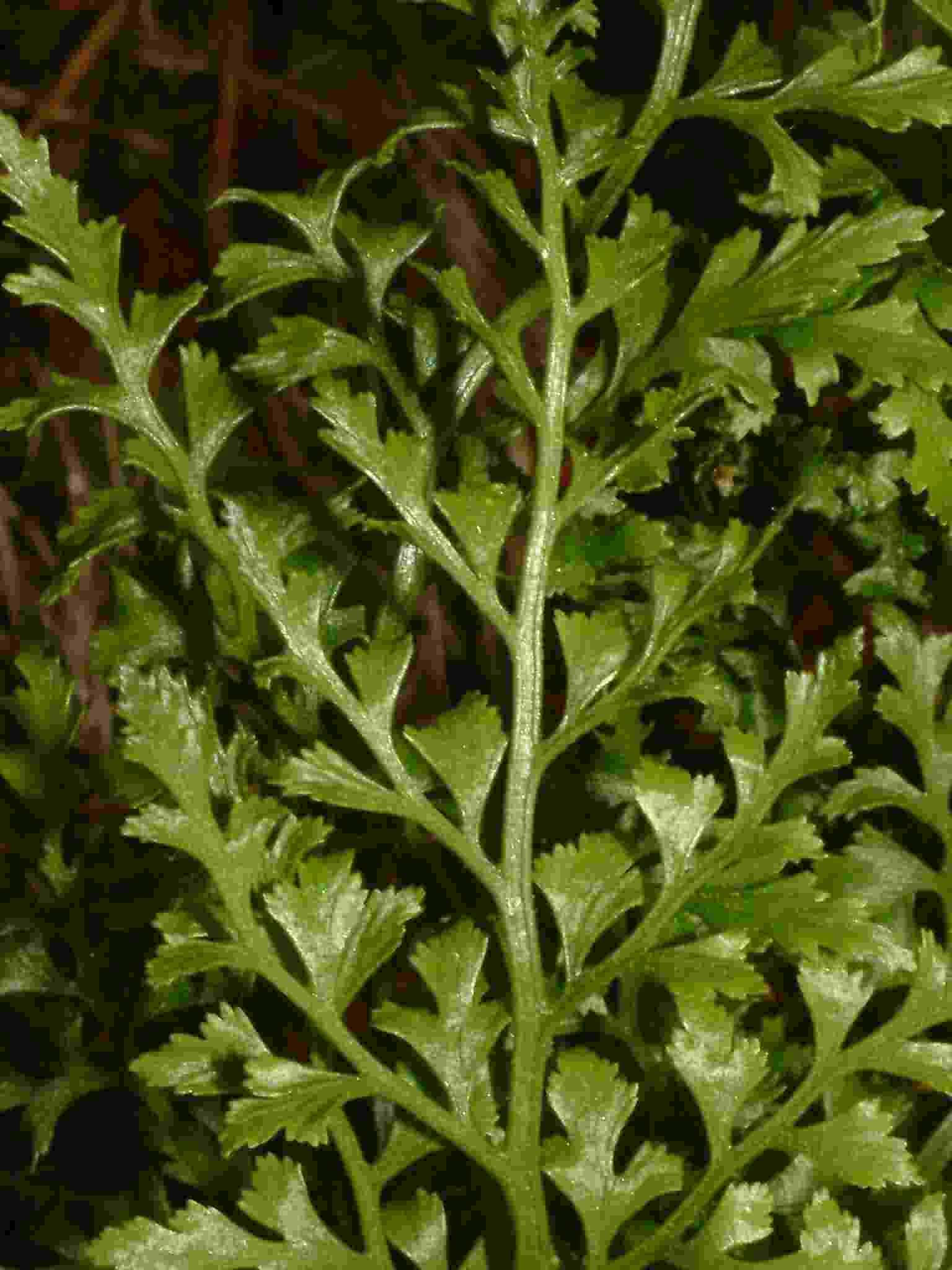 Asplenium cuneifolium 2