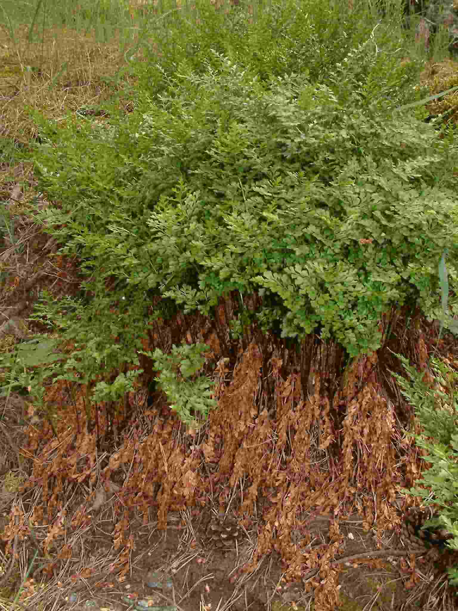 Asplenium cuneifolium 1