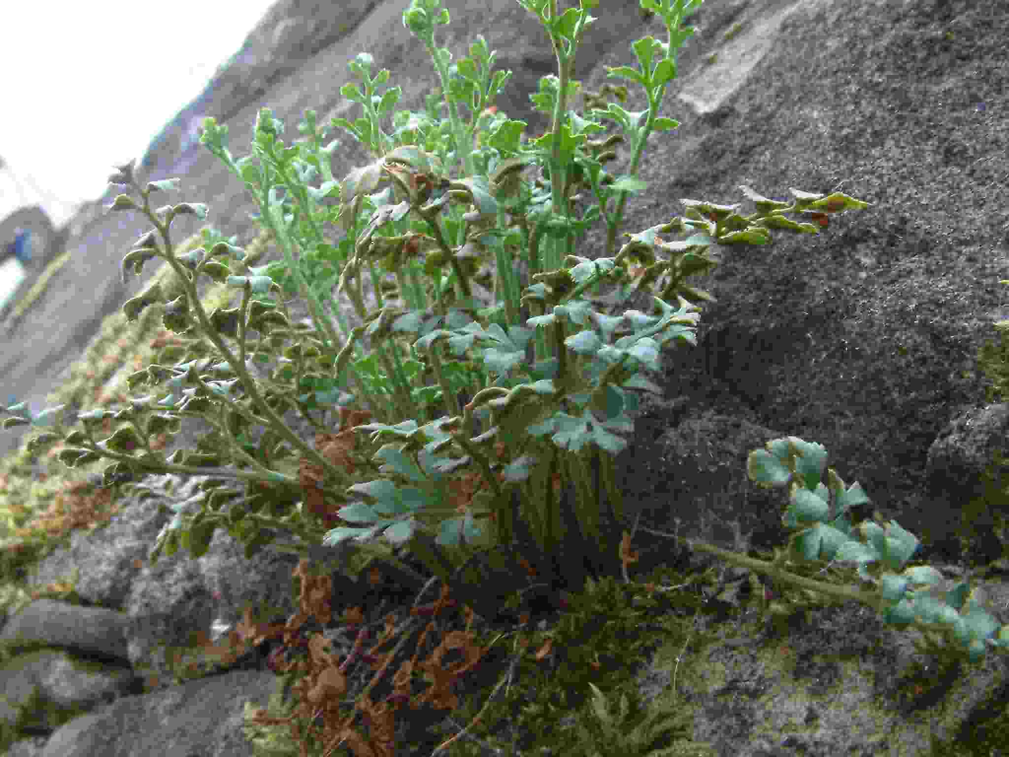 Asplenium ruta-muraria