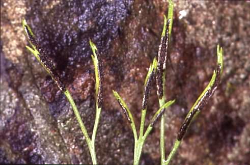 Asplenium septentrionale 2